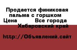 Продается финиковая пальма с горшком › Цена ­ 600 - Все города  »    . Хабаровский край